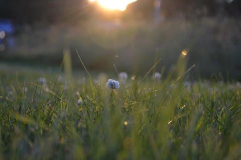 Long grass with clover flower